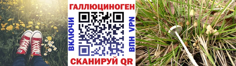 Галлюциногенные грибы Psilocybine cubensis  Кемь 
